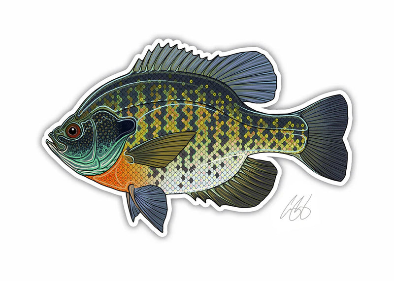 Casey Underwood Bluegill Sticker