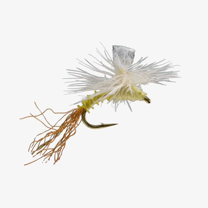 Rio's Almost Dun - PMD