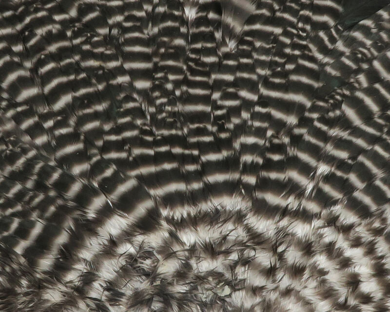 Hareline Hen Saddles