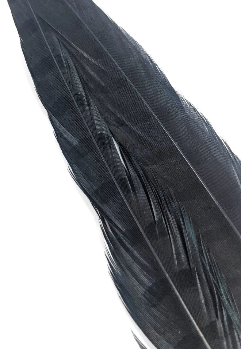 Wapsi Ringneck Pheasant Tail Feathers