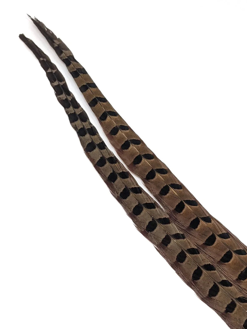 Wapsi Ringneck Pheasant Tail Feathers